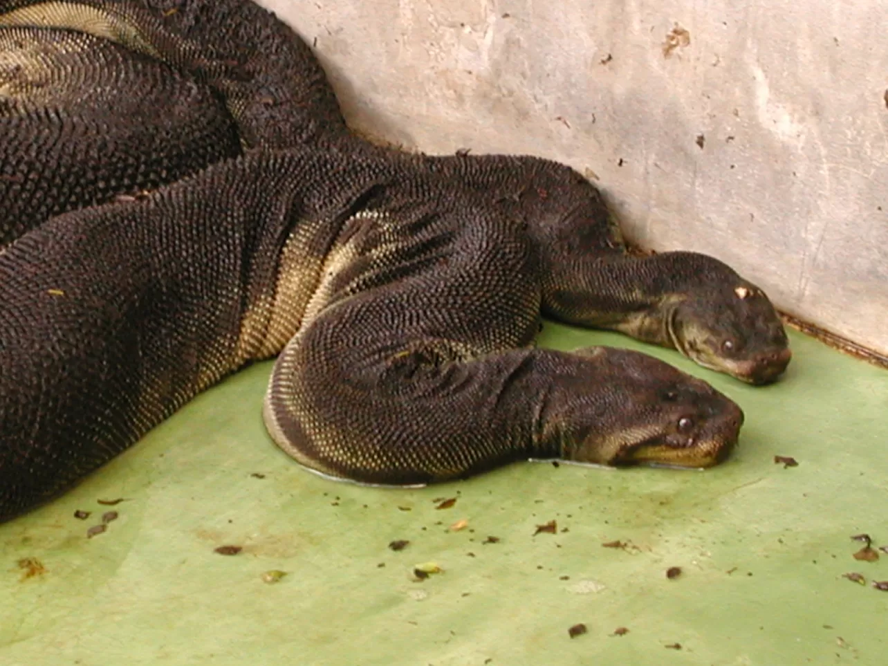 Conheça a cobra tromba de elefante e entenda por que ela ganhou esse nome