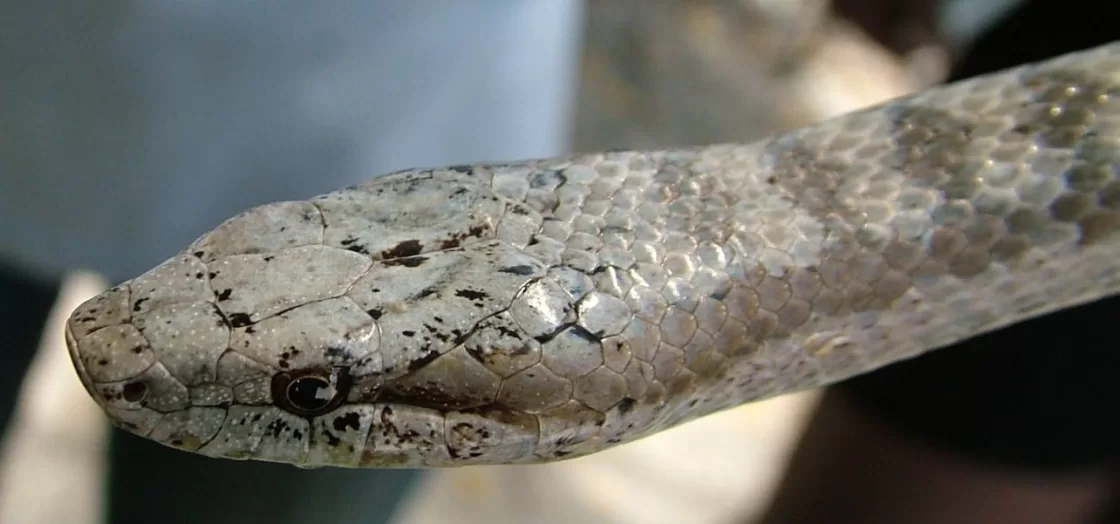 Cobra mais rara do mundo já foi até considerada extinta: veja qual é