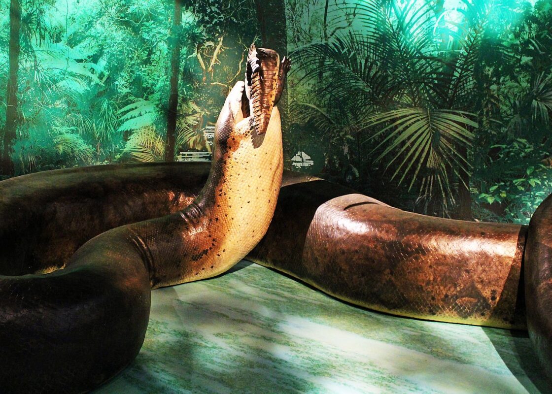 titanoboa