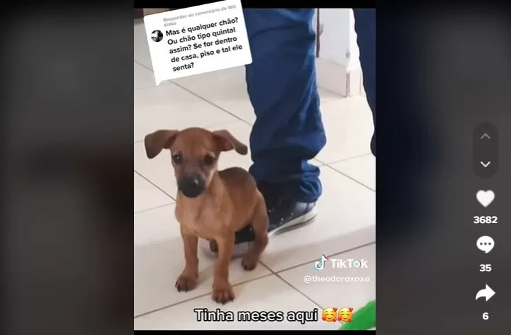 VÍDEO: Cachorrinho viraliza com “estratégias” para não encostar o bumbum no chão ao sentar