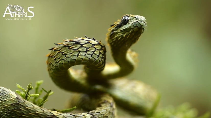 Cobra arrepiada? Conheça essa serpente bizarra de picada fatal