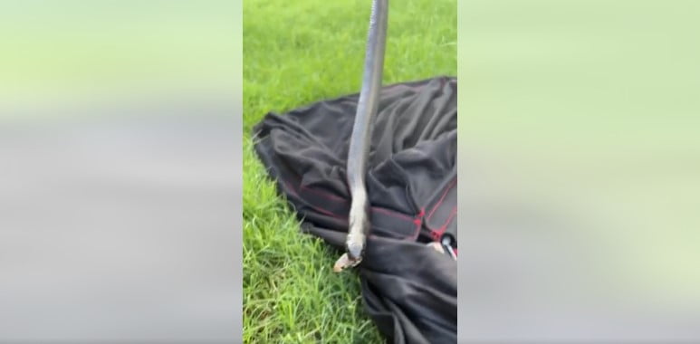 VÍDEO: Último adeus? Cobra surge da boca de serpente após ser engolida