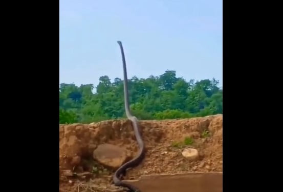 VÍDEO: Cobra-real se levanta na altura de humano em imagem assustadora