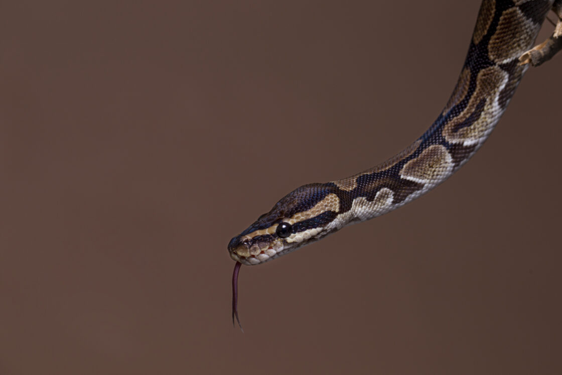 Cobra Venenosa atacou criança, mas levou a pior