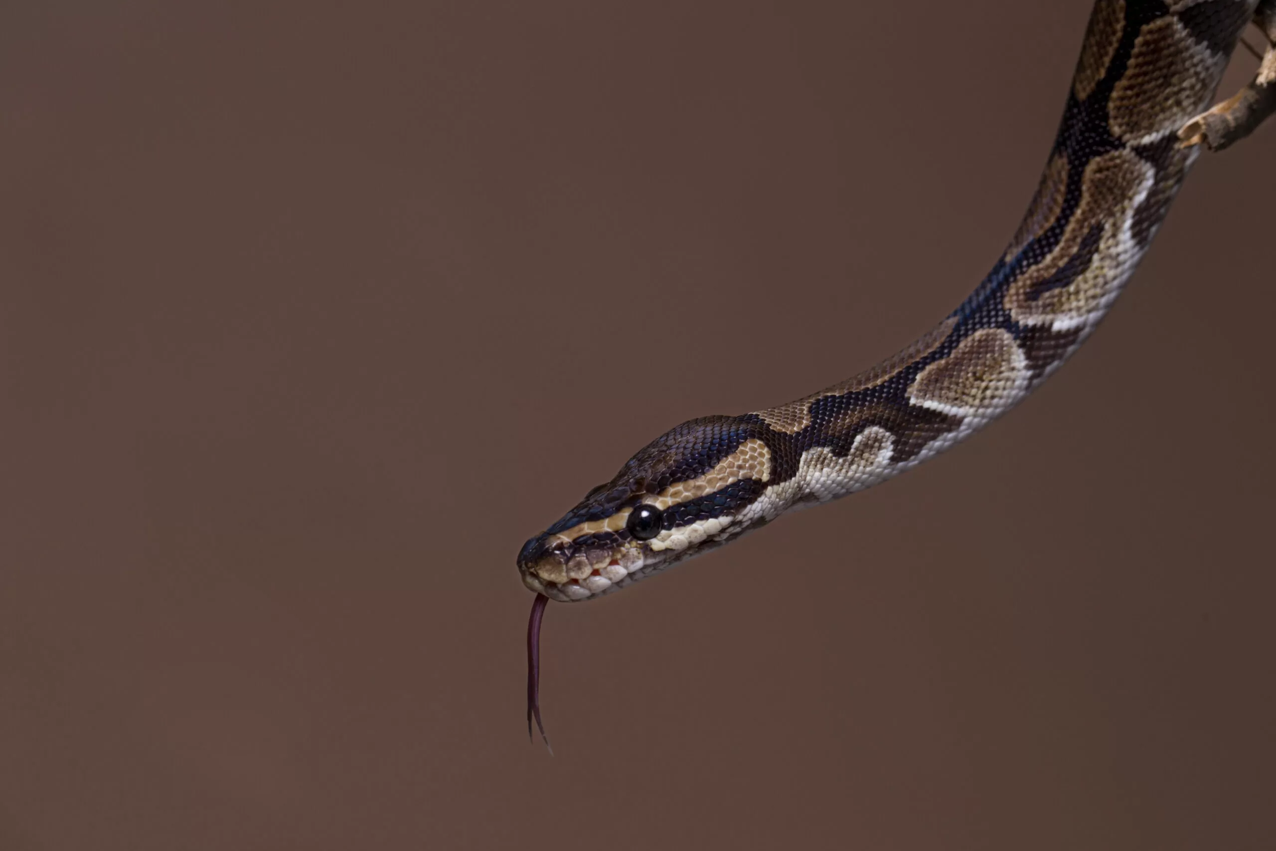 Cobra Venenosa atacou criança, mas levou a pior