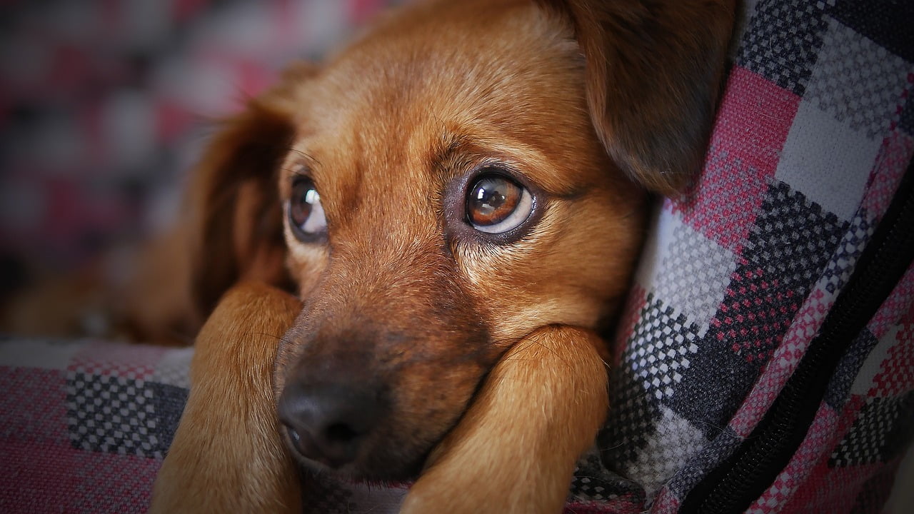 Doença misteriosa em cães assusta os Estados Unidos