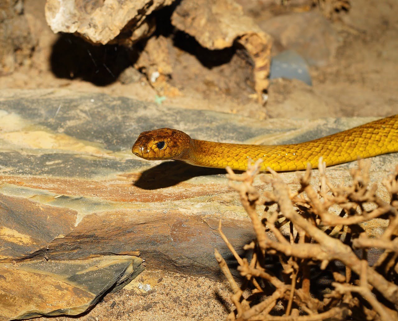 Como a cobra mais venenosa do mundo pode matar um ser humano em 45 minutos