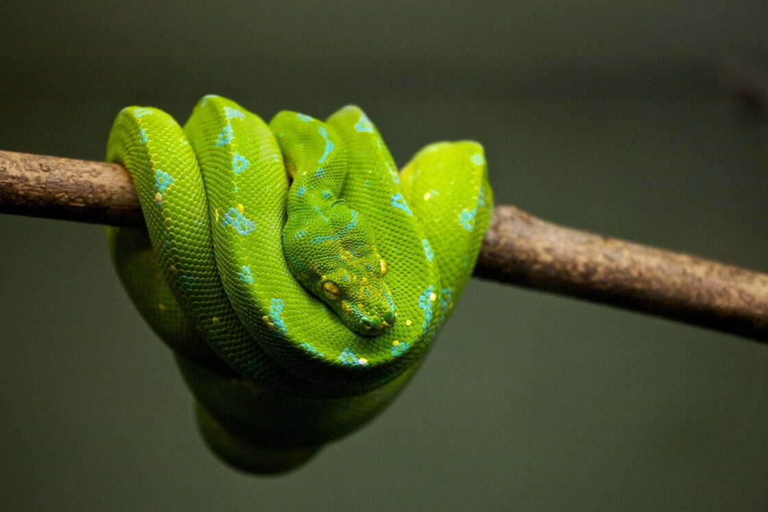 Cobra tem osso? Descubra se as cobras são vertebradas ou invertebradas