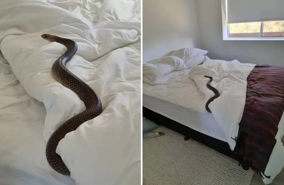 Mulher encontra segunda cobra mais venenosa do mundo “tirando uma soneca” na sua cama