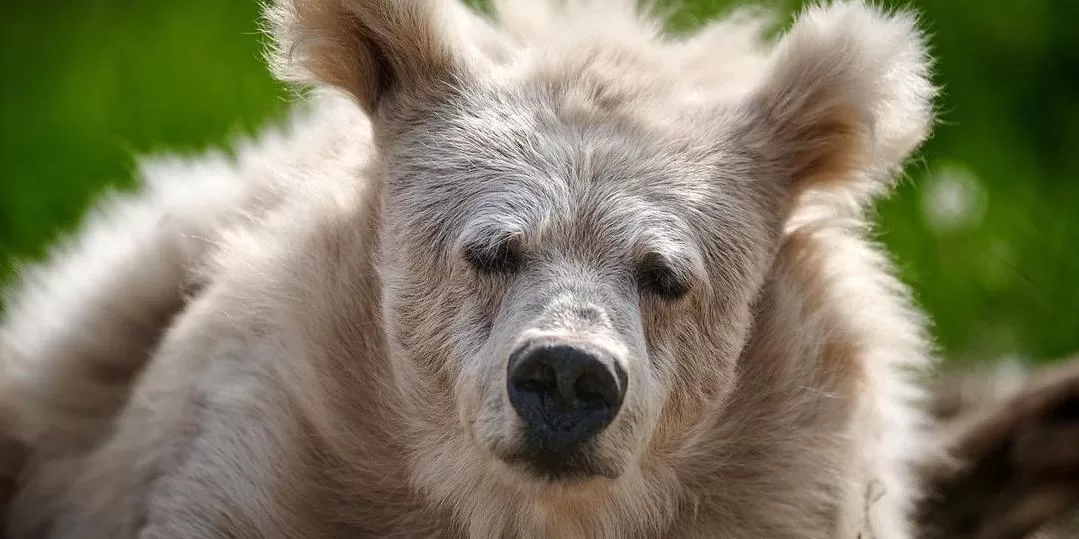 Ursa descabelada acorda de soneca