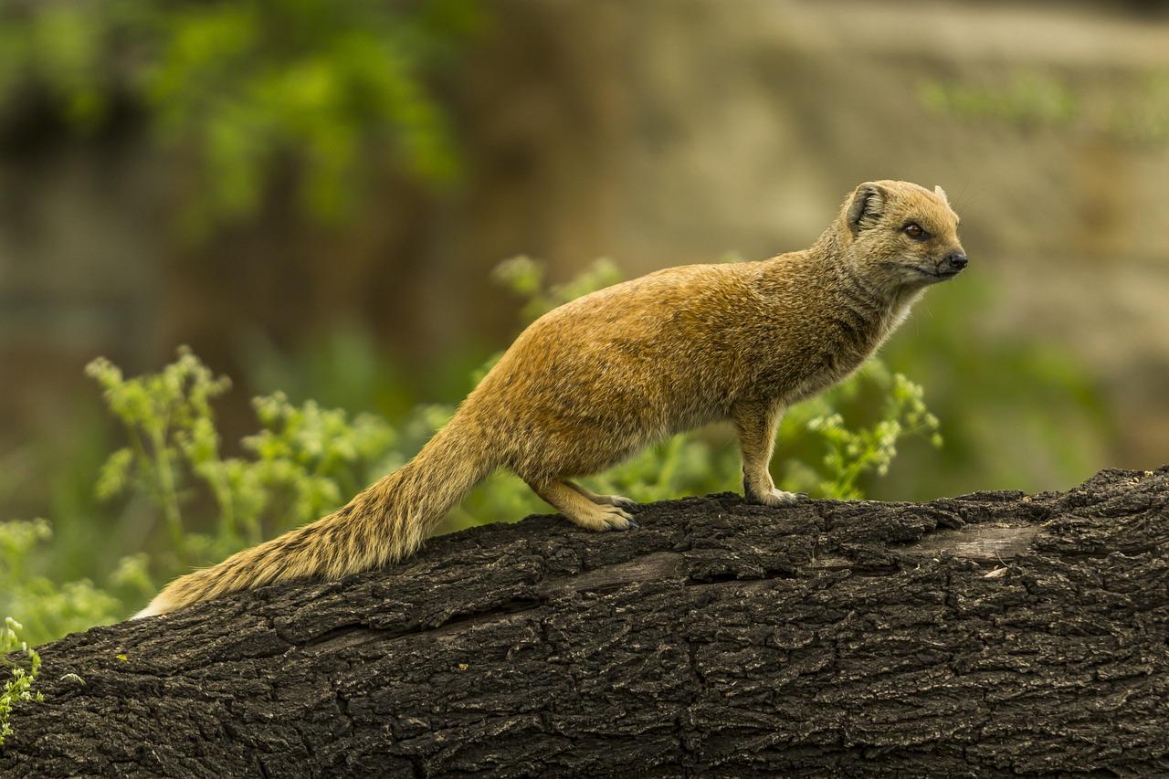 Mangustos são animais que devoram cobras - Imagem de Benjamin Balazs por Pixabay