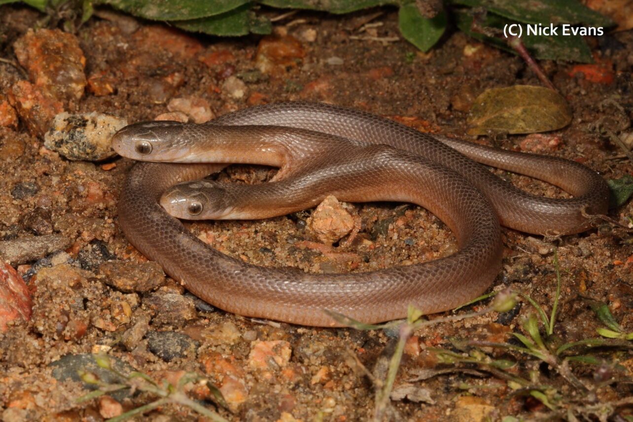 Cobra com 2 cabeças