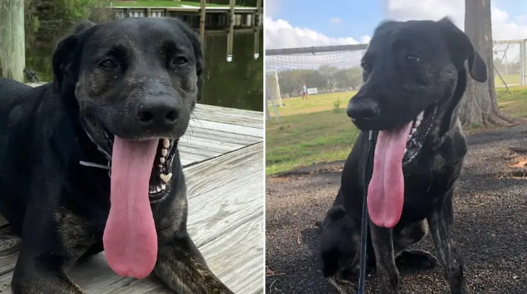 Cachorro com a língua mais longa do mundo