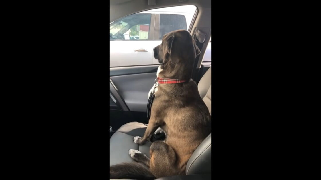 cachorro irritado depois do dentista