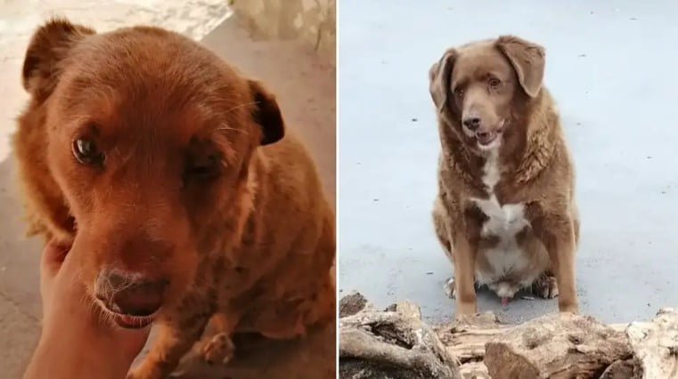 Bobi, o cachorro mais velho do mundo