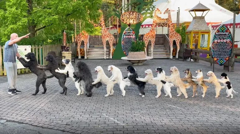 Cachorros em linha conga