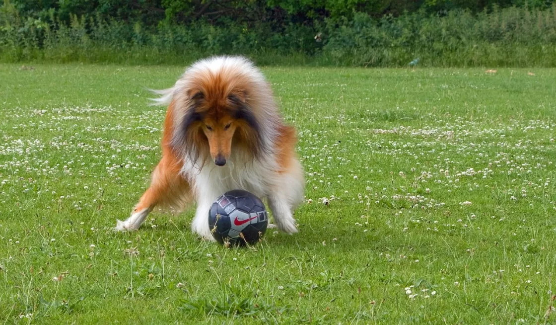 Cão jogando futebol