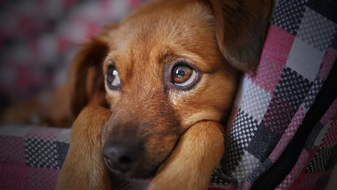 cachorro foCachorrinhos fofos fazendo arte