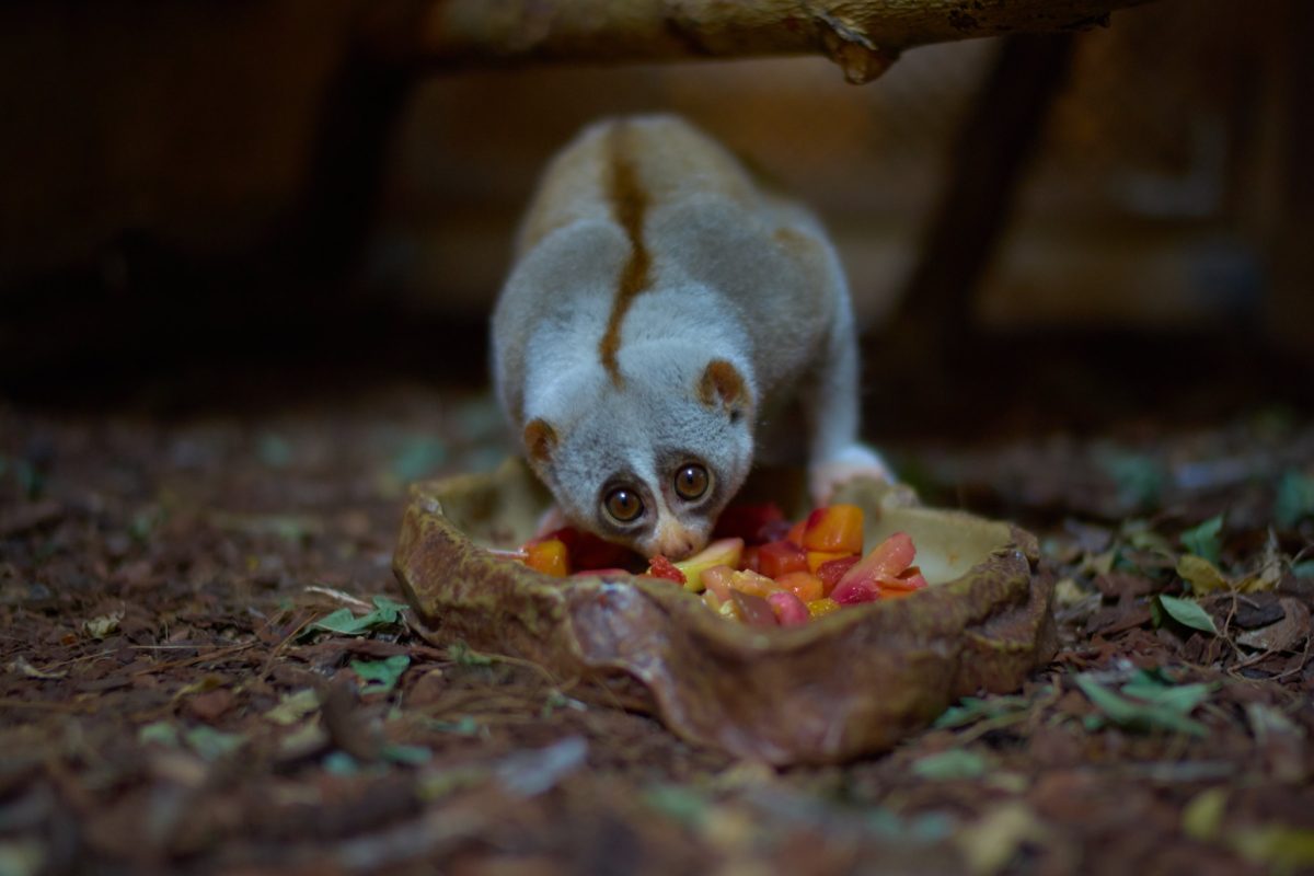 slow-loris