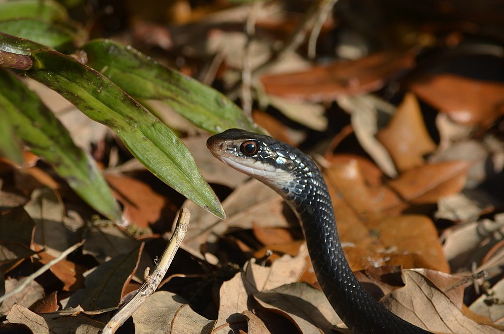 Corredora Negra do Sul completa nossa lista das cobras mais rápidas do mundo- Foto: Bobyellow 