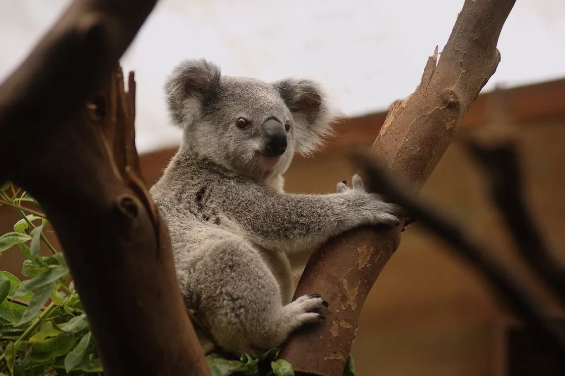 Conheça 5 animais fofos, mas perigosos