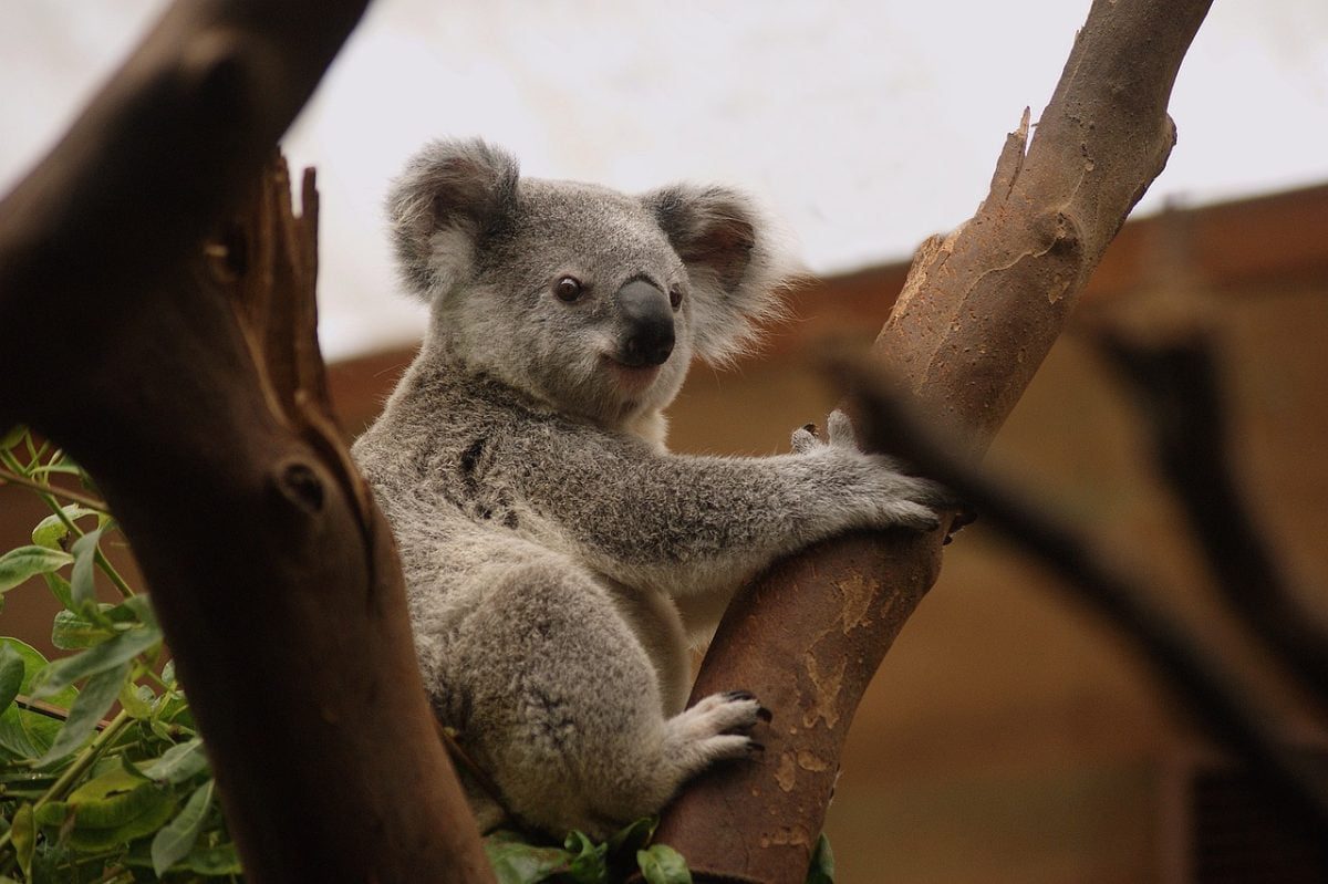 Animais fofos, mas perigosos: coala