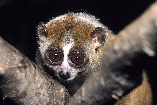 Animais fofos, mas perigosos: Slow loris