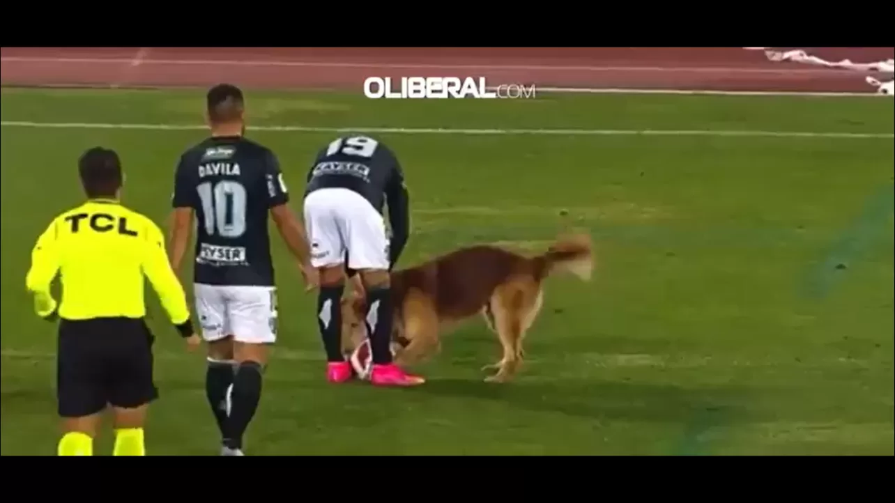 Cachorro invade jogo de futebol