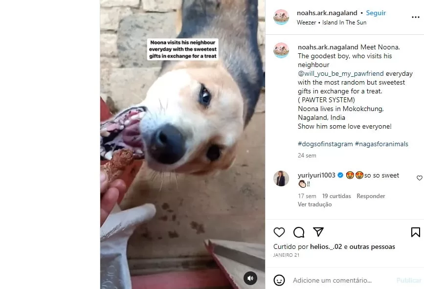 Cão leva presentes em troca de petiscos