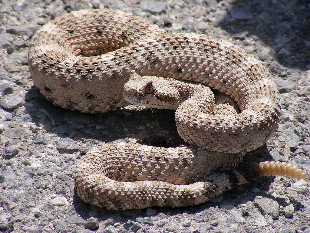 Cascavel chifruda é uma das cobras mais rápidas do mundo 