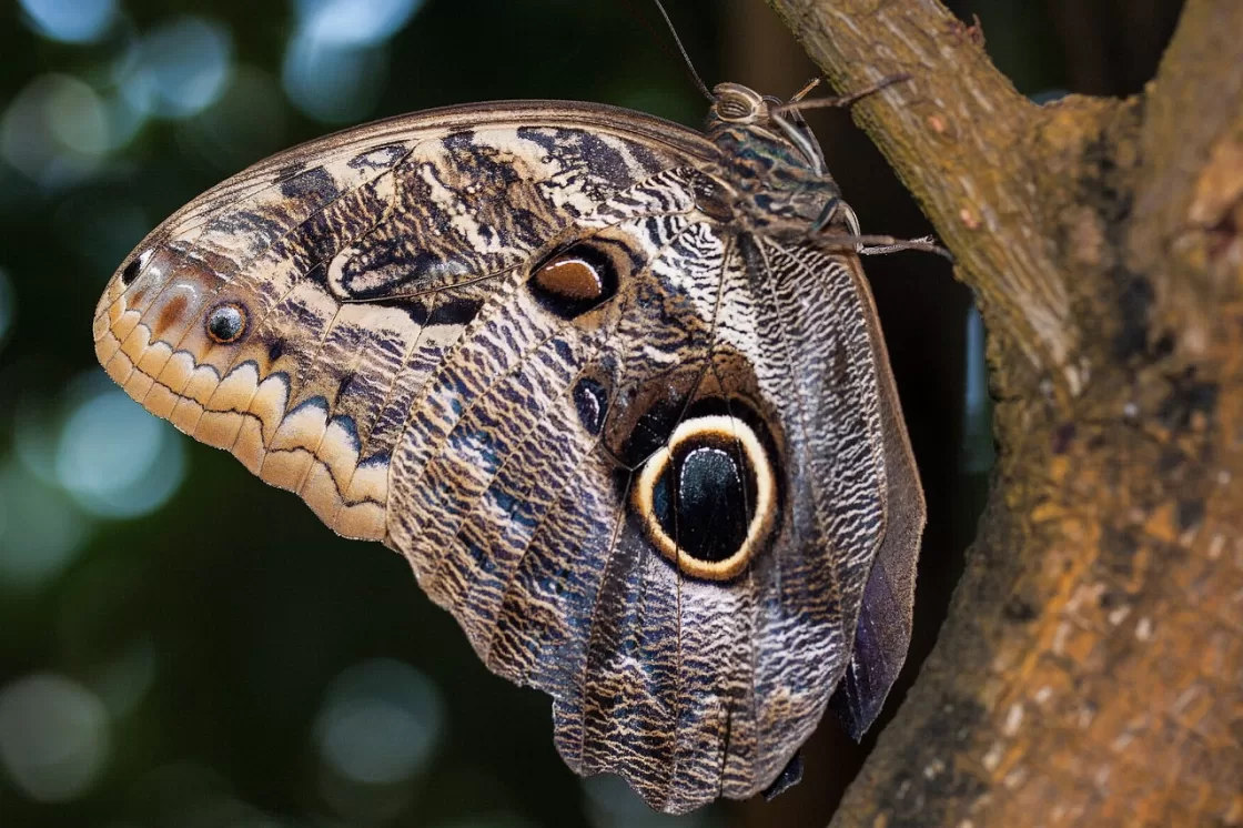 Olhos de coruja e cabeça de cobra: borboleta-coruja