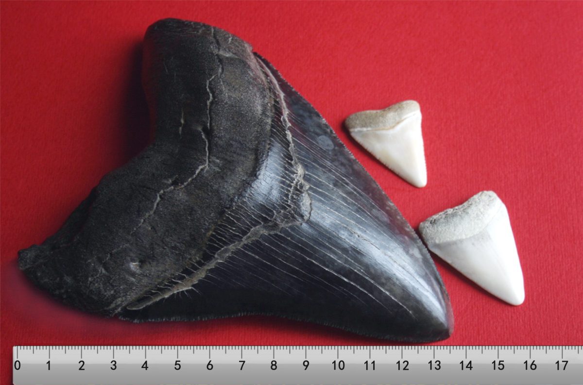 dente megalodonte