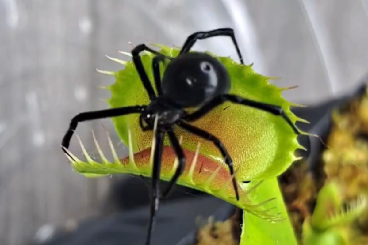 planta carnívora devora aranha