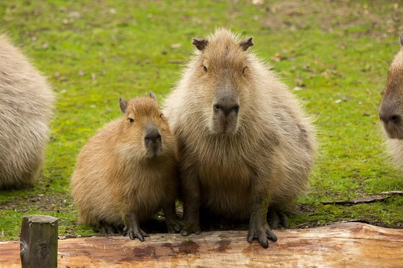 capivara