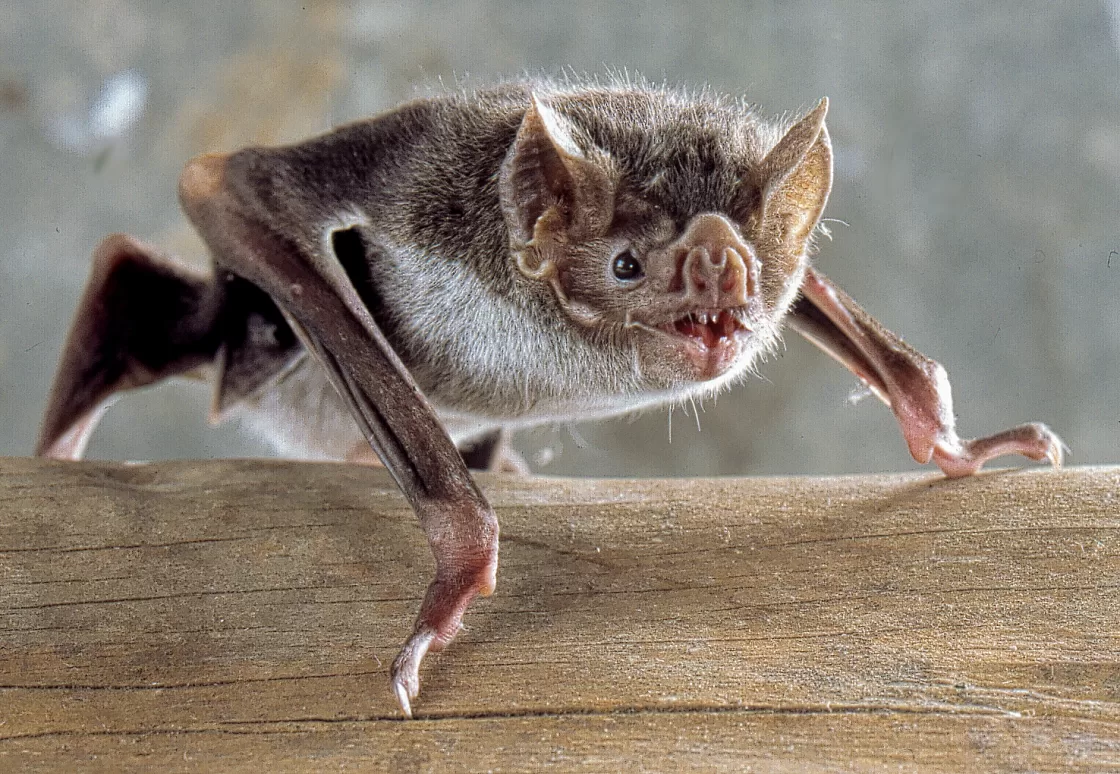 Morcegos realmente bebem sangue? Entenda a verdade sobre o animal