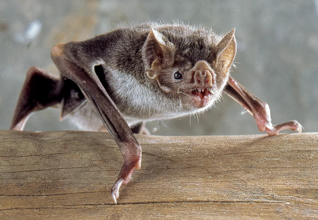 Morcegos realmente bebem sangue? Entenda a verdade sobre o animal