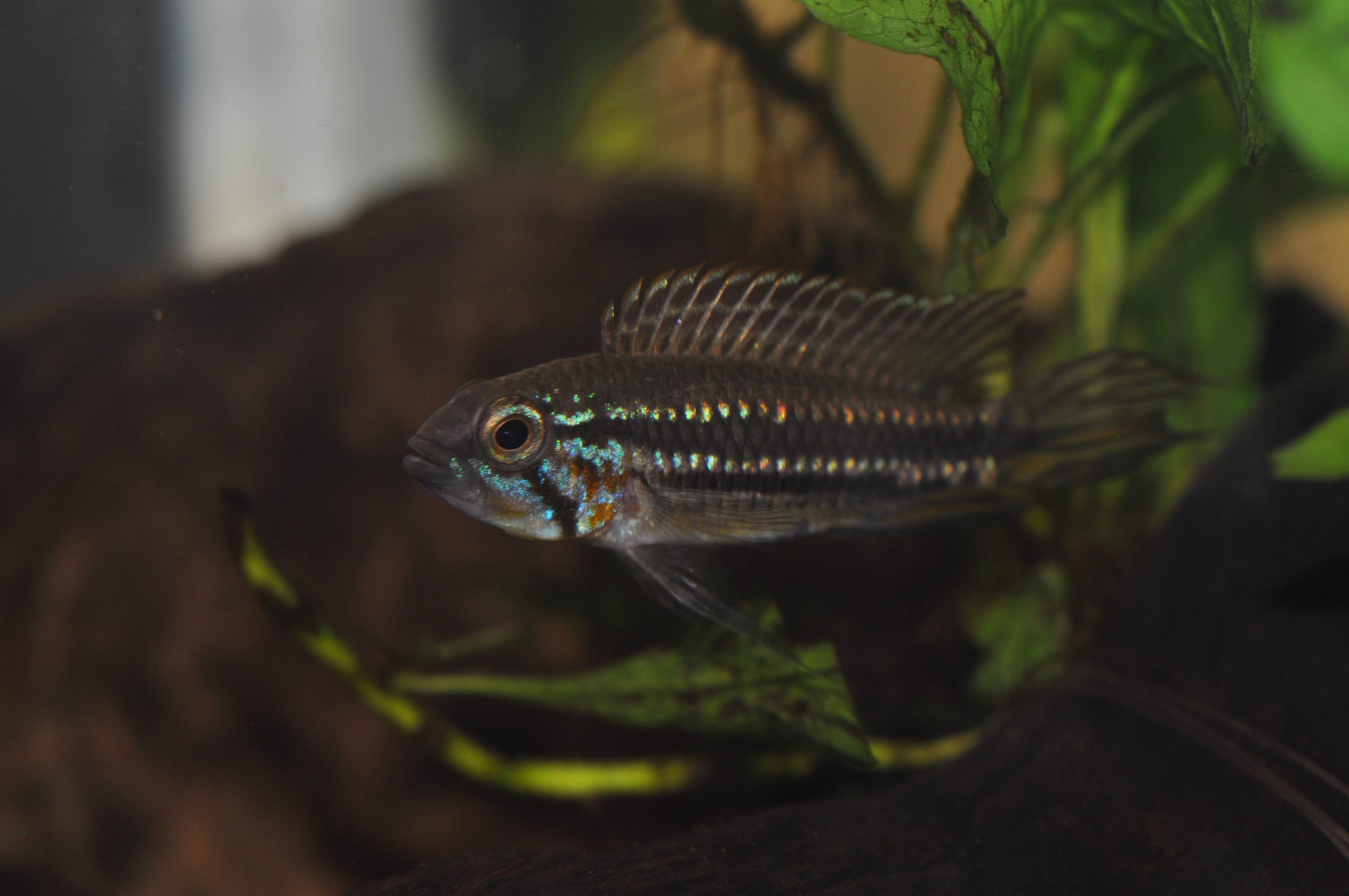 Apistogramma mendezi