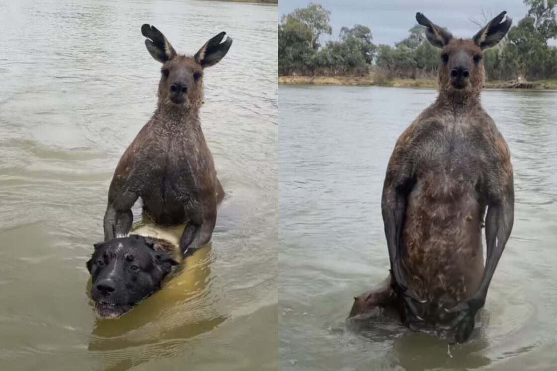 canguru luta cachorro