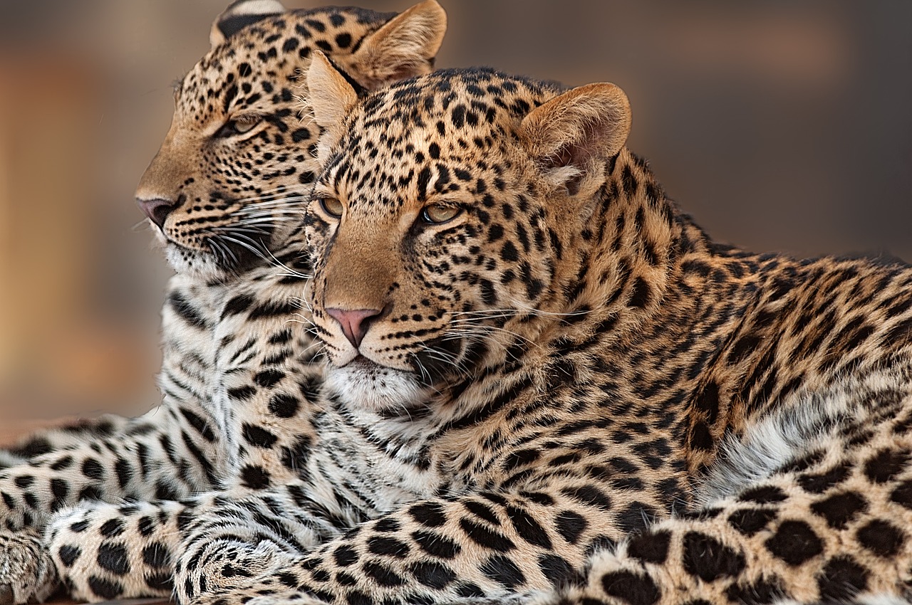 leopardo