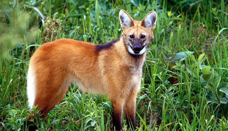 Lobo-Guará: 10 curiosidades que você precisa saber - Viralizou.net
