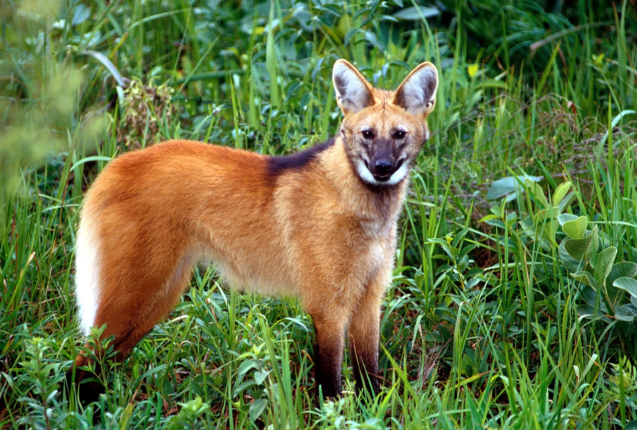 lobo-guará