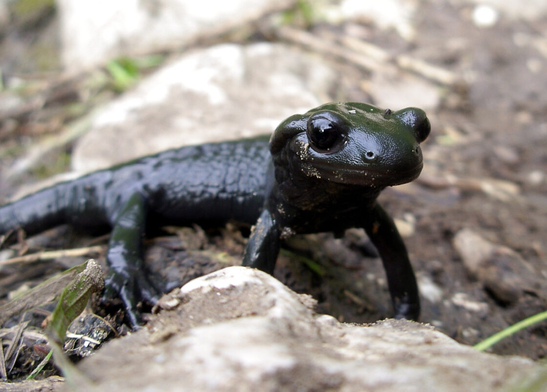 salamandra alpina