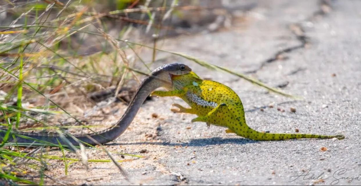 cobra camaleão