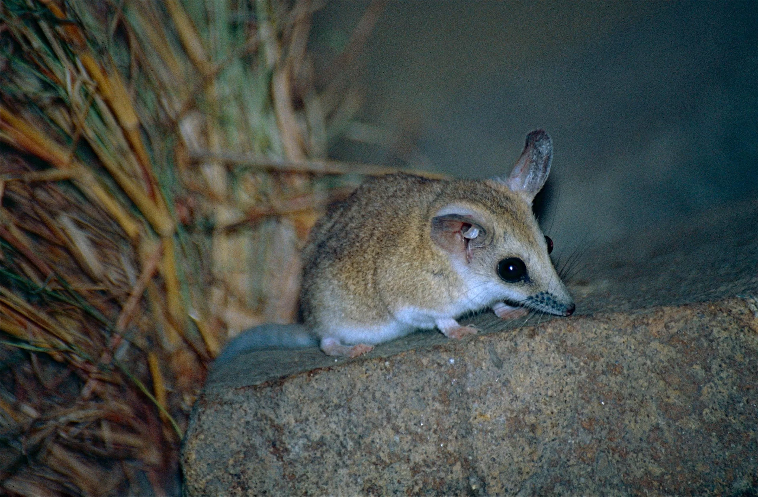 dunnart