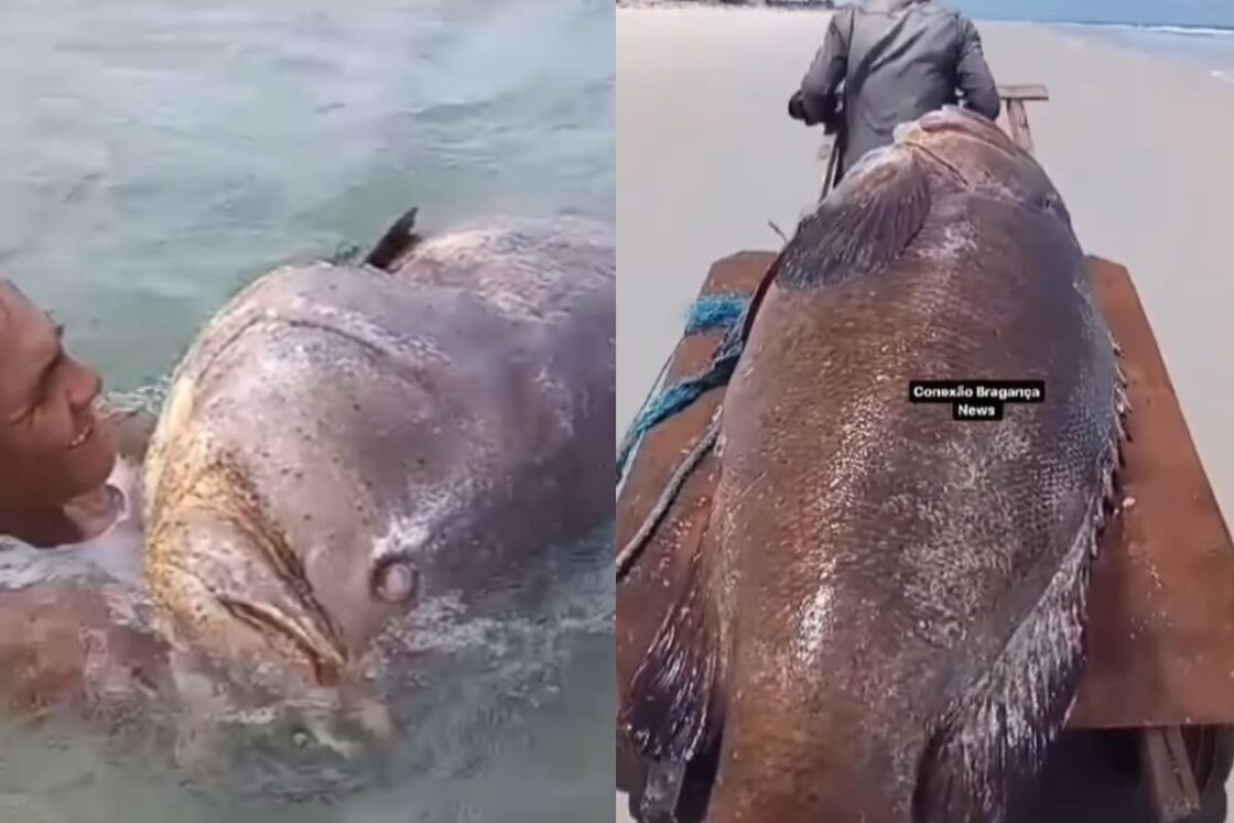 peixe gigante 300 kg