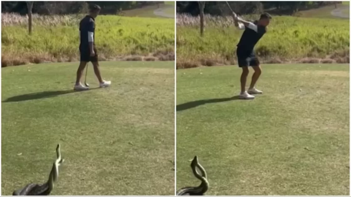 Cobras brigam enquanto homem joga golfe