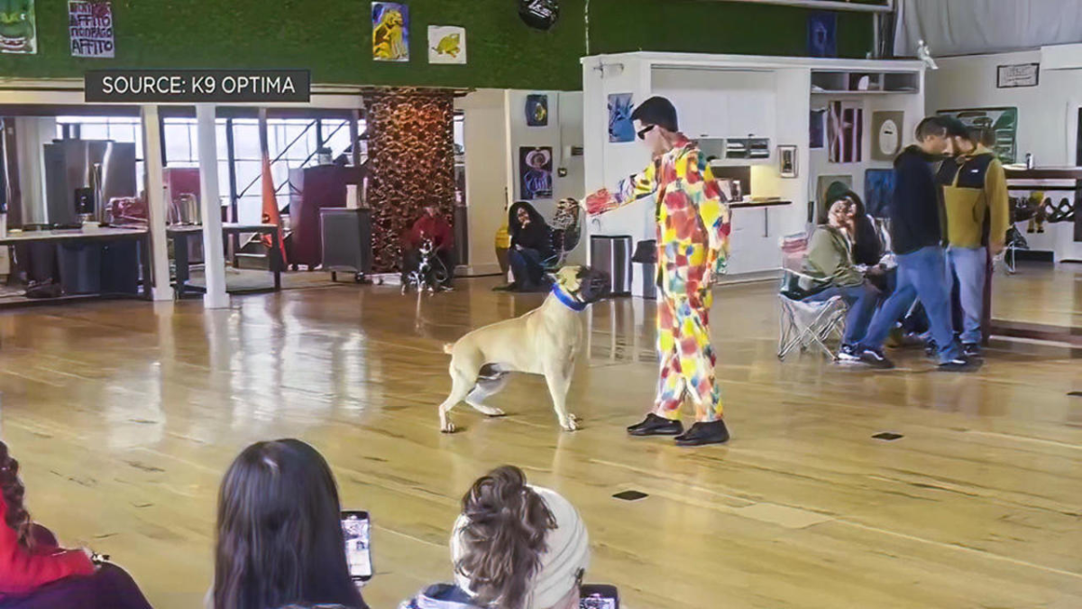 Conheça o treinador dos piores cachorros do mundo