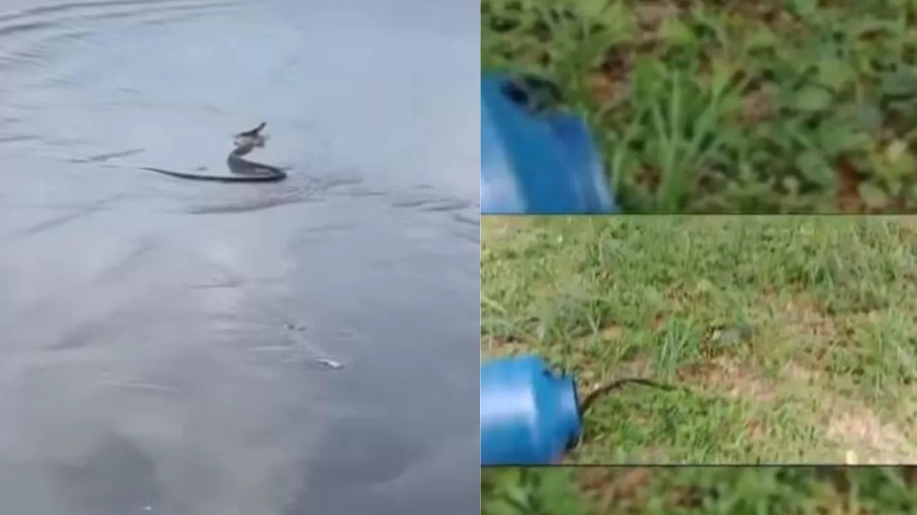 Cobra caninana em praia de Bertioga