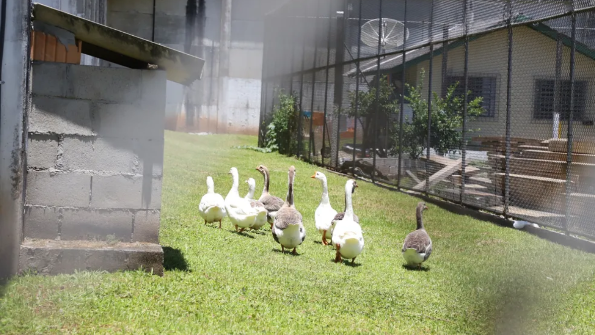 Esqueça os cães de guarda descubra o segredo dos Gansos Vigilantes em Santa Catarina