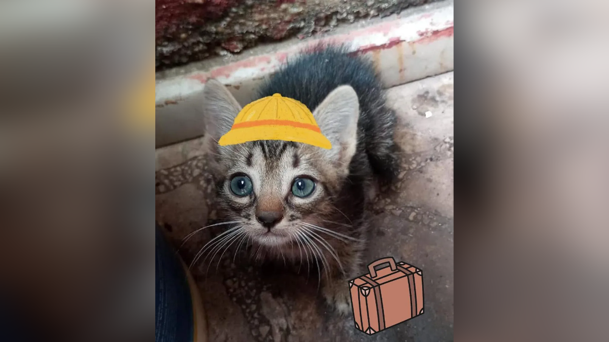 Gatinho aventureiro viaja 280 km escondido em motor de carro até Brasília